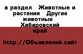  в раздел : Животные и растения » Другие животные . Хабаровский край